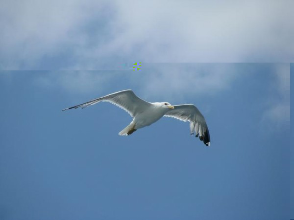 IMG_3318majhna.JPG