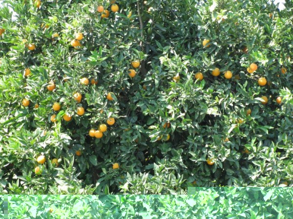 Pomaranče IMG_8151.jpg